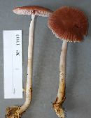 Image of Mycena pura